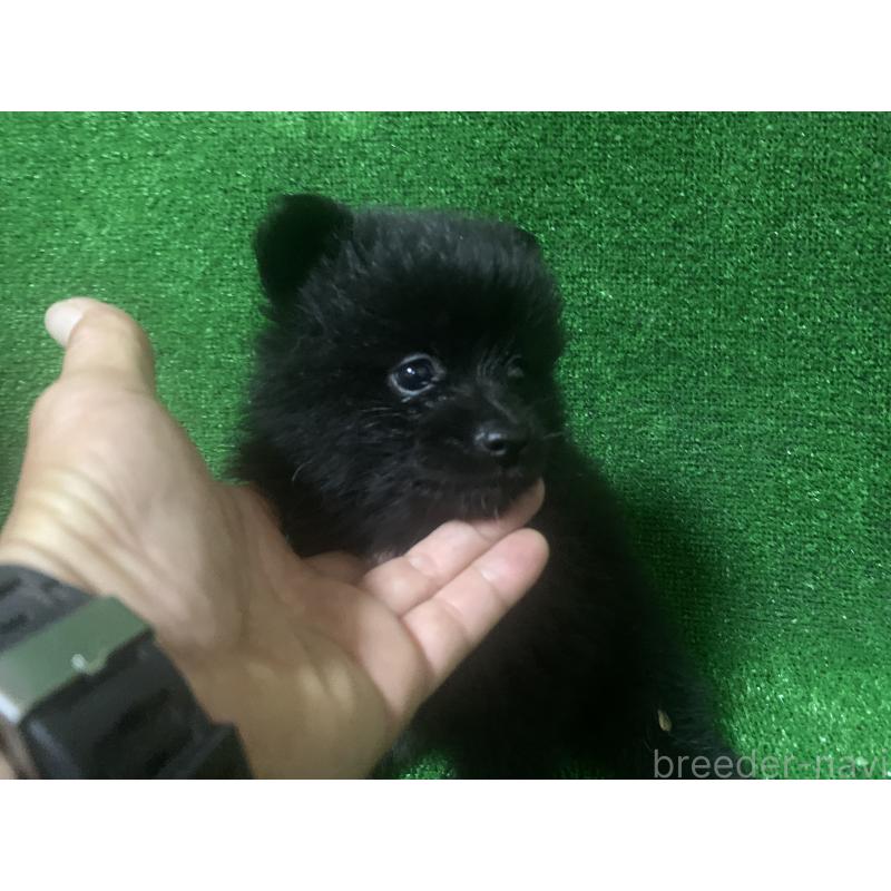 販売中の愛知県のポメラニアン-414736の5枚目