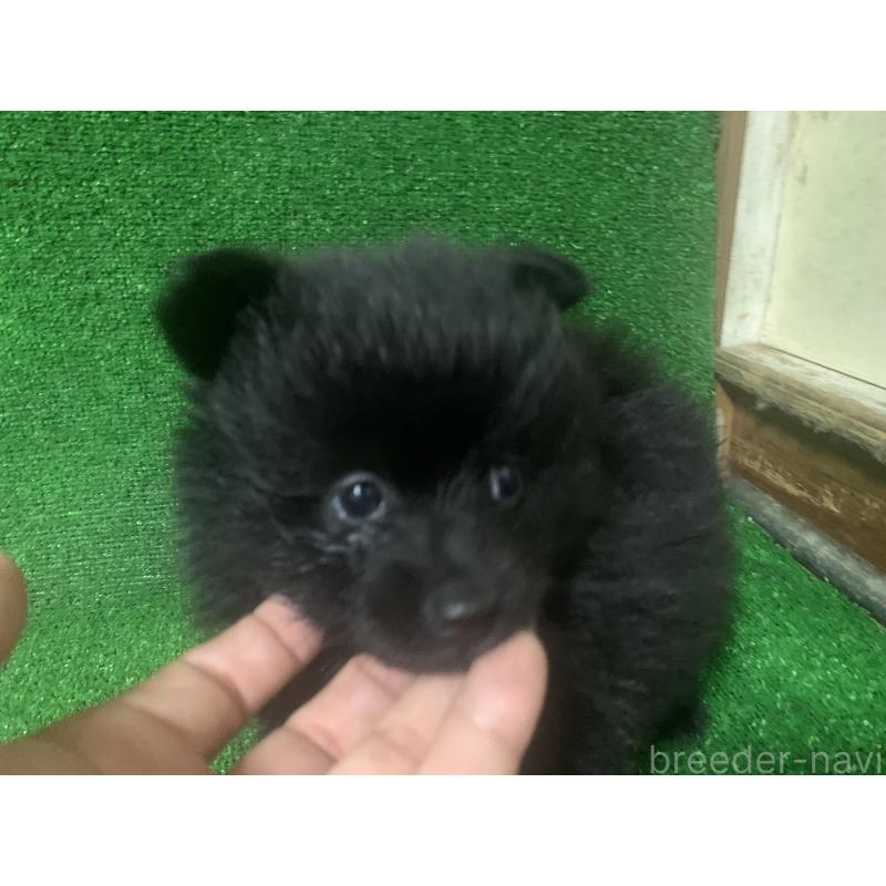 販売中の愛知県のポメラニアン-414736の4枚目