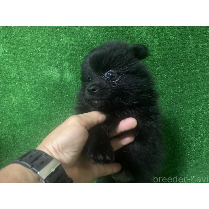 販売中の愛知県のポメラニアン-414736の2枚目