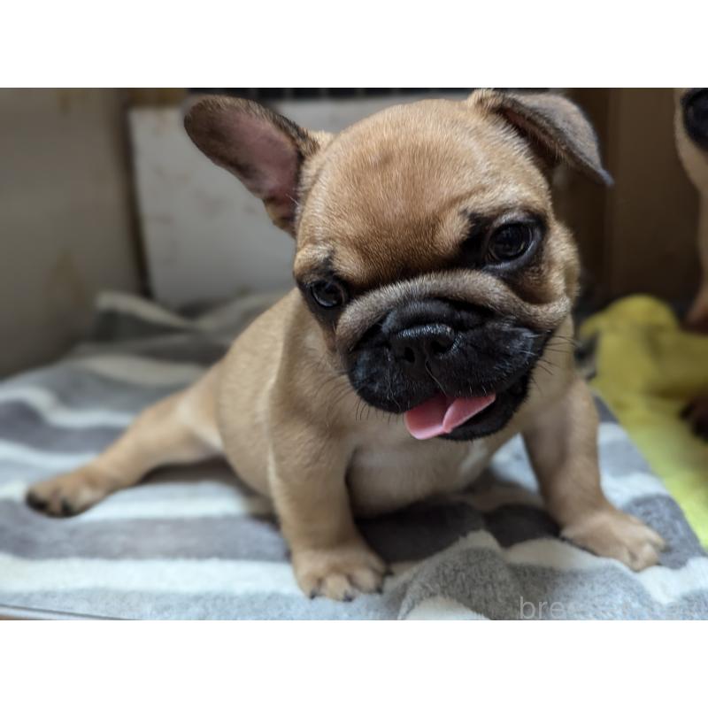 成約済の愛知県のフレンチブルドッグ-410786の10枚目