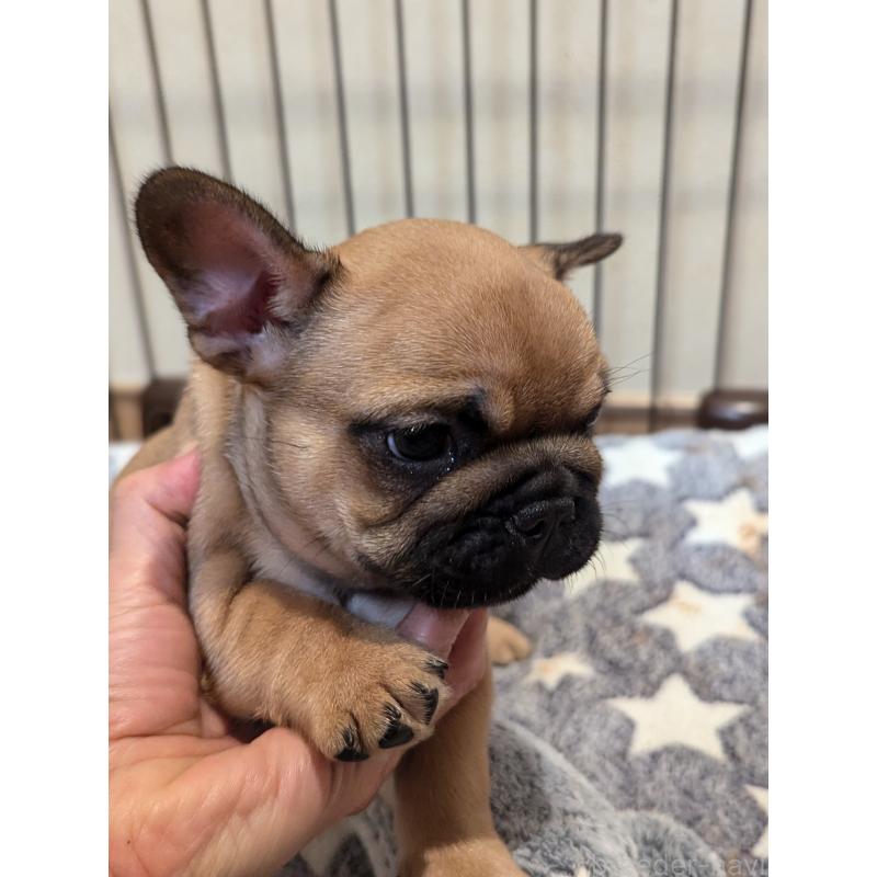 成約済の愛知県のフレンチブルドッグ-410786の9枚目