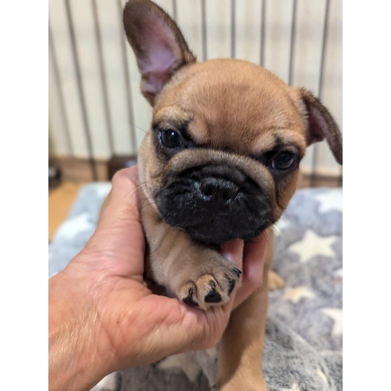 成約済の愛知県のフレンチブルドッグ-410786の8枚目