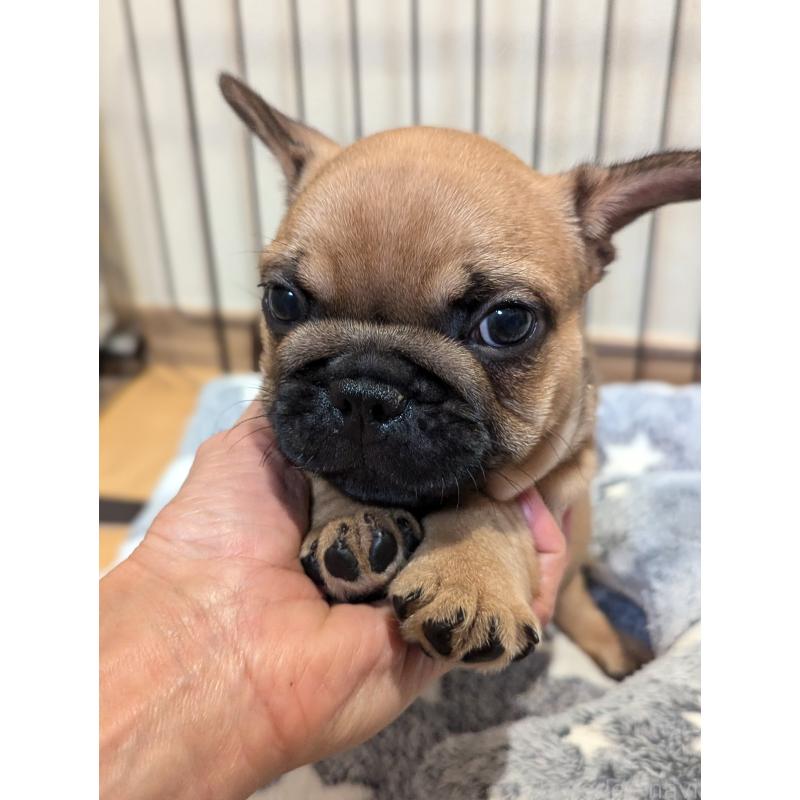成約済の愛知県のフレンチブルドッグ-410786の7枚目