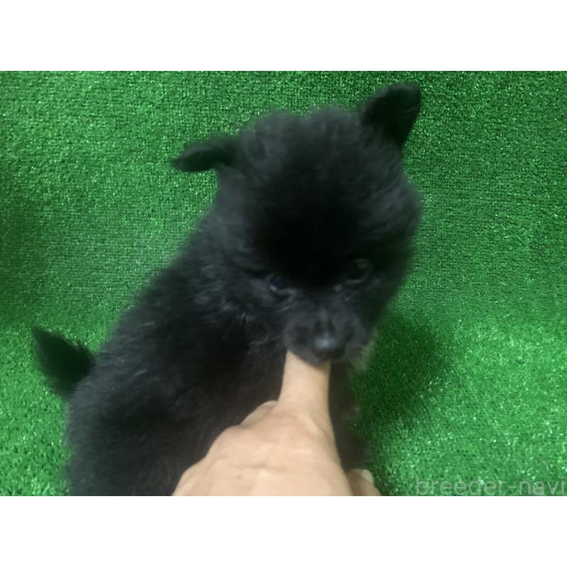 販売中の愛知県のポメラニアン-414740の2枚目