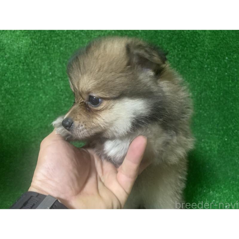 販売中の愛知県のポメラニアン-414744の5枚目