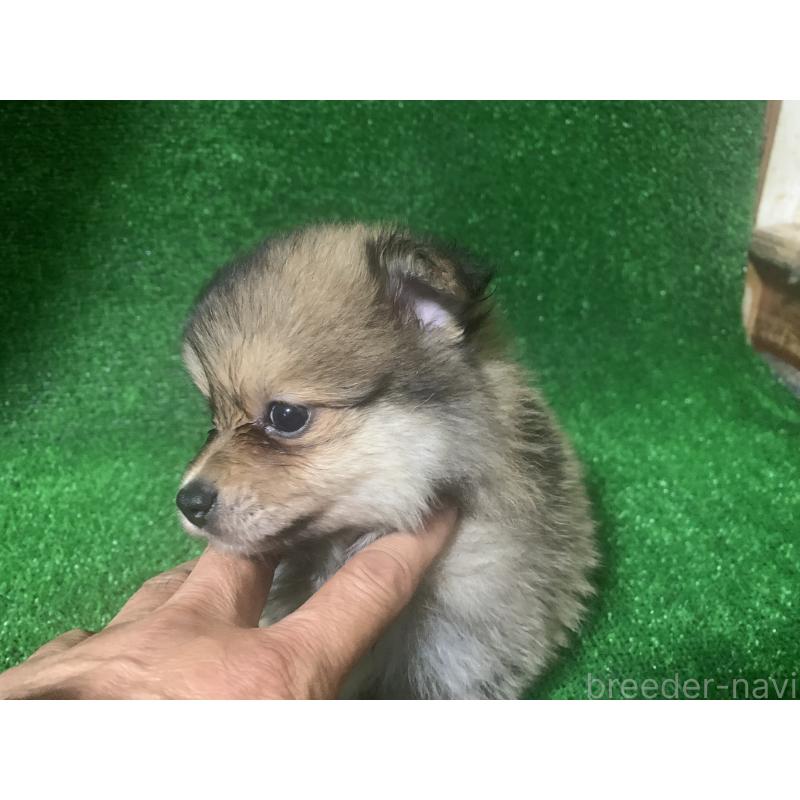販売中の愛知県のポメラニアン-414744の3枚目
