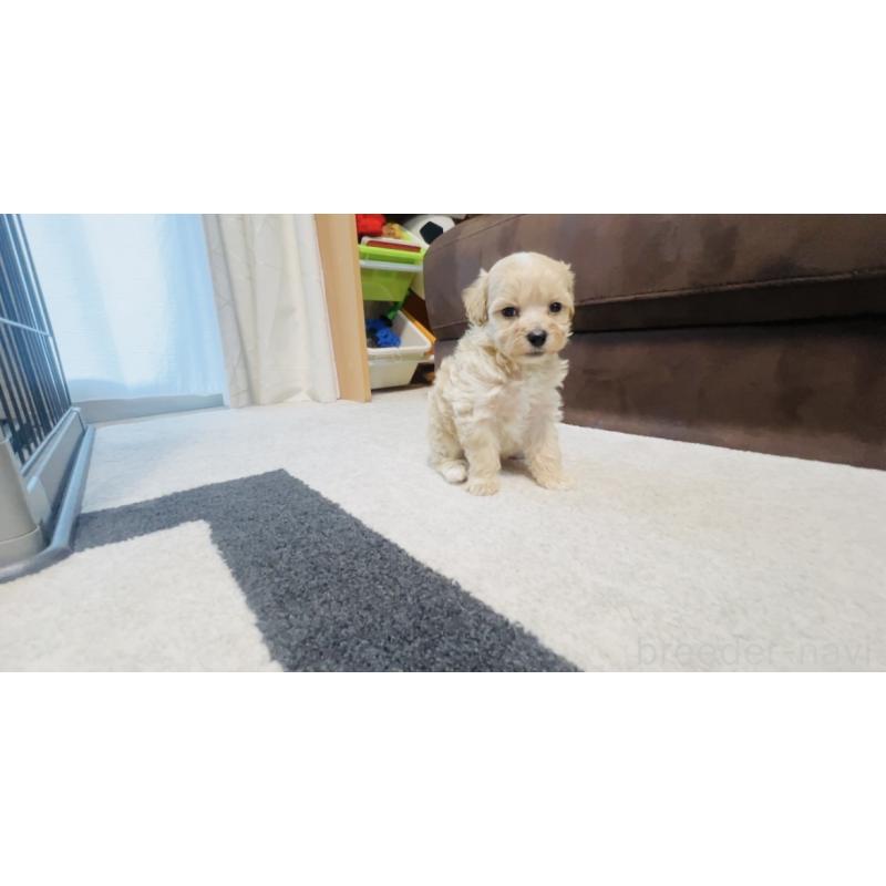 販売中の福岡県のミックス犬-414745の9枚目
