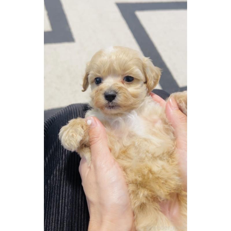 販売中の福岡県のミックス犬-414745の6枚目