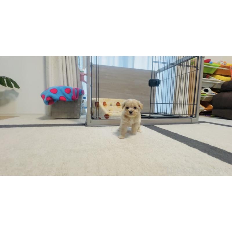 販売中の福岡県のミックス犬-414745の5枚目