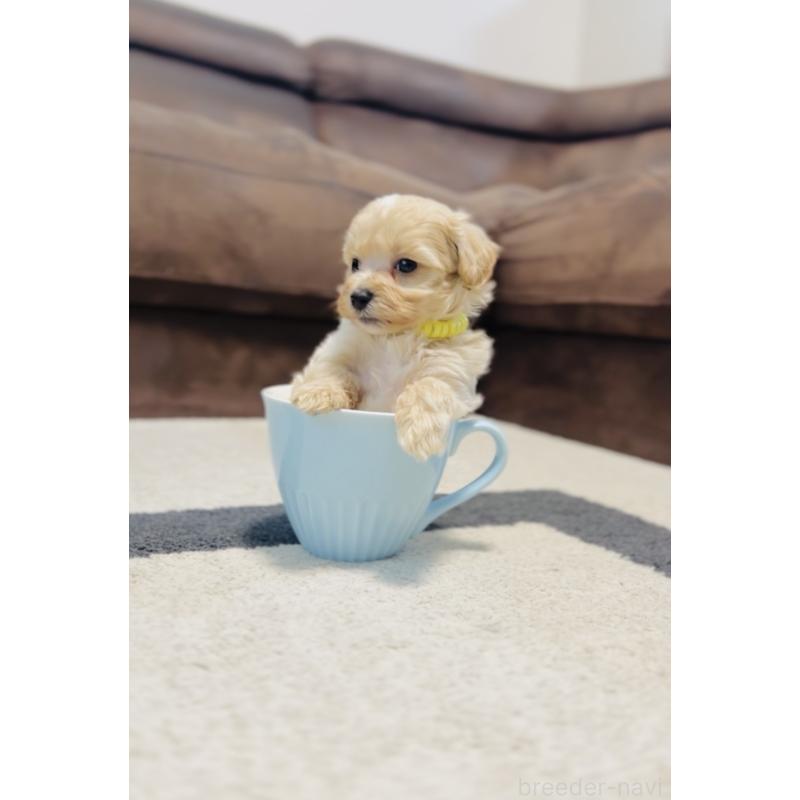 販売中の福岡県のミックス犬-414745の4枚目