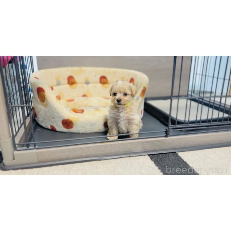 販売中の福岡県のミックス犬-414745の3枚目