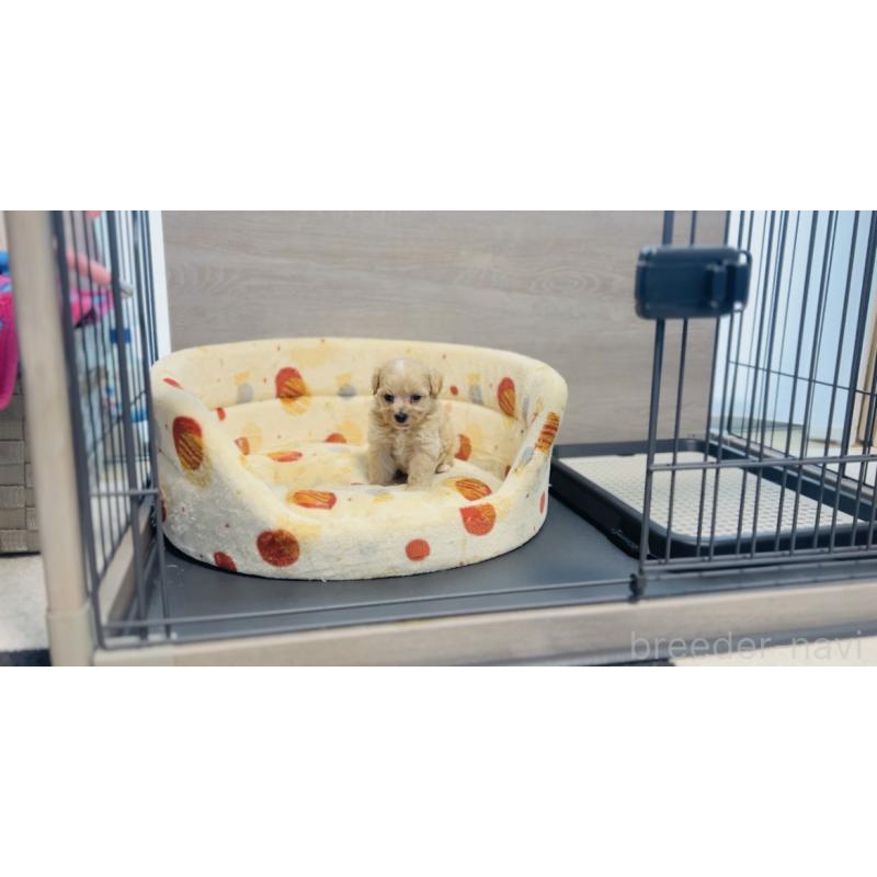販売中の福岡県のミックス犬-414745の2枚目