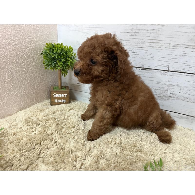 販売中の福岡県のトイプードル-414746の3枚目