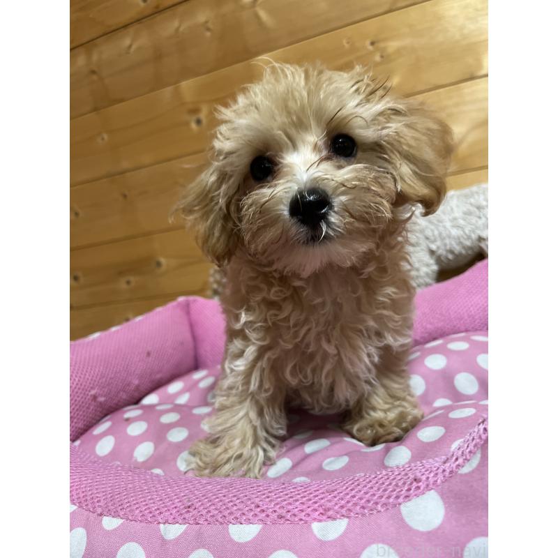 販売中の埼玉県のマルプー:マルチーズ×トイプードル-403343の6枚目