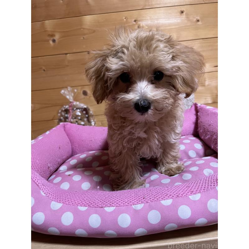 販売中の埼玉県のマルプー:マルチーズ×トイプードル-403343の5枚目