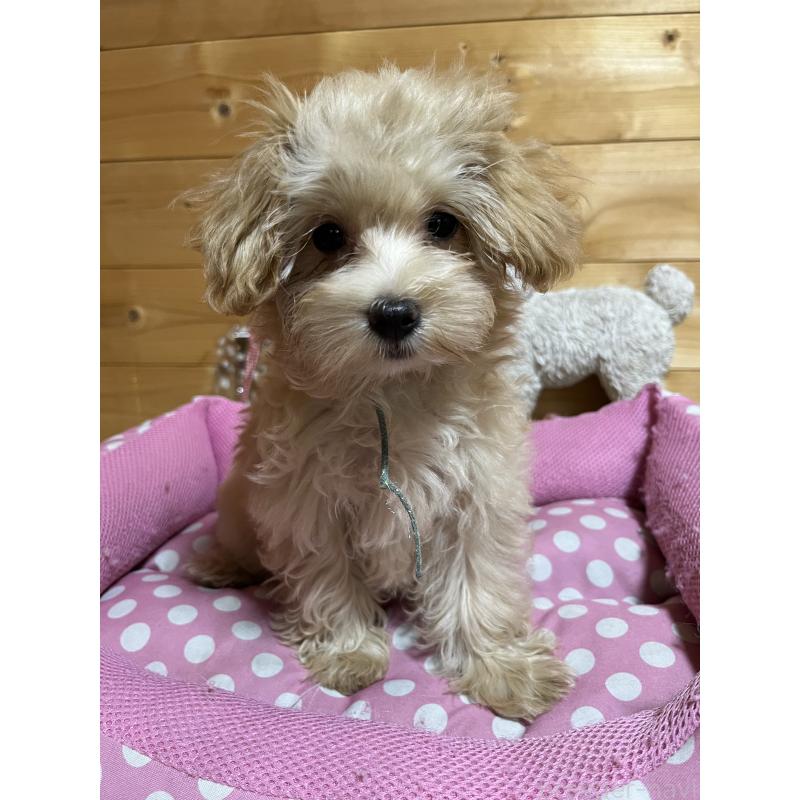 販売中の埼玉県のマルプー:マルチーズ×トイプードル-403918の5枚目
