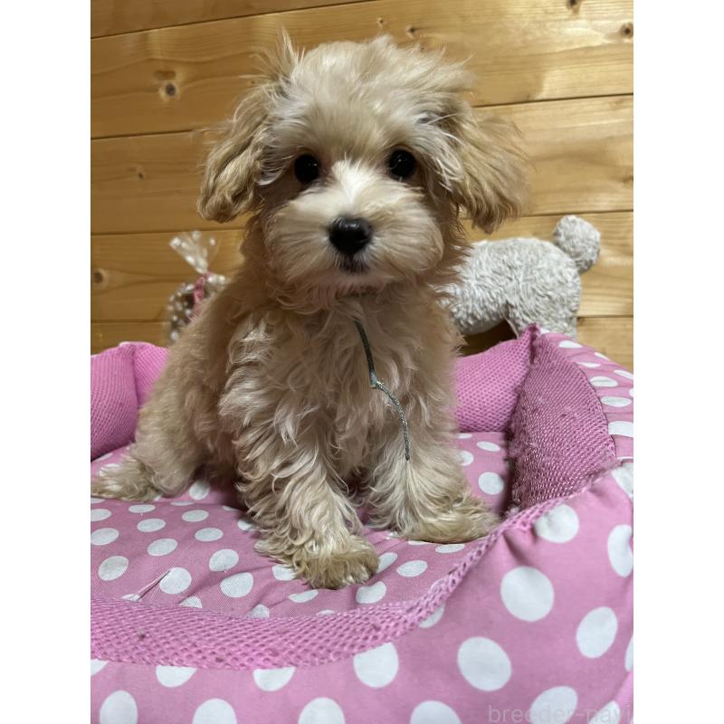 販売中の埼玉県のマルプー:マルチーズ×トイプードル-403918の4枚目