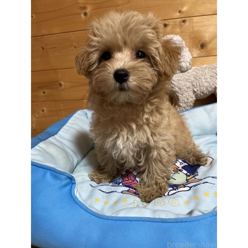 成約済の埼玉県のマルプー:マルチーズ×トイプードル-403917の2枚目