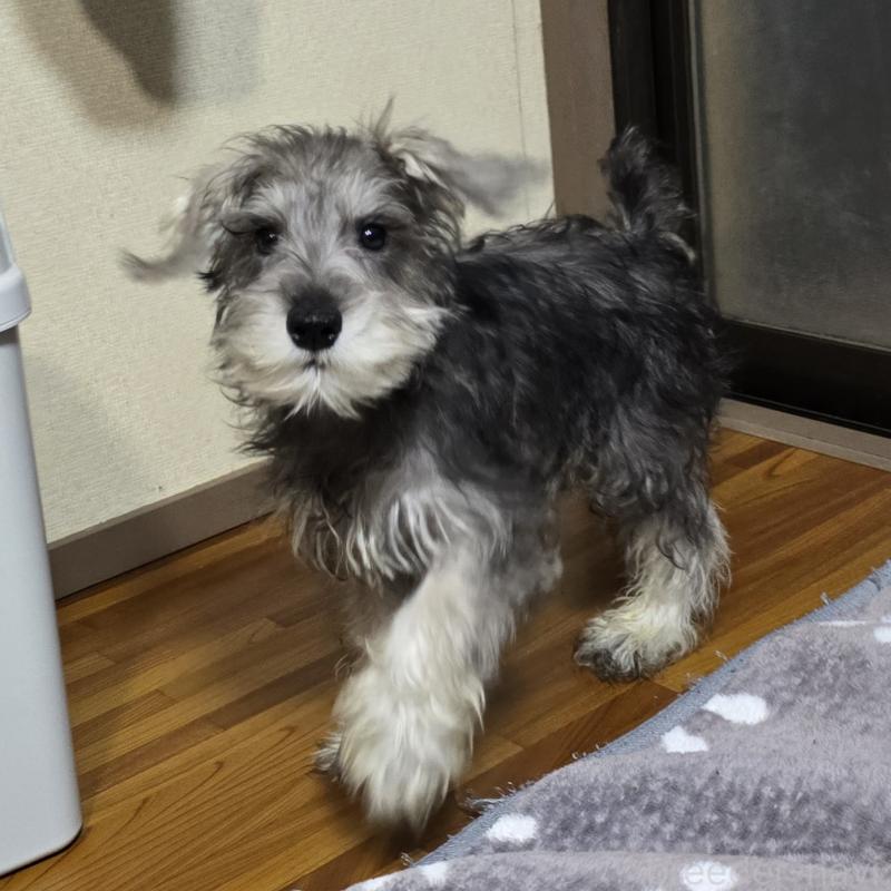 成約済の岡山県のミニチュアシュナウザー-394056の1枚目