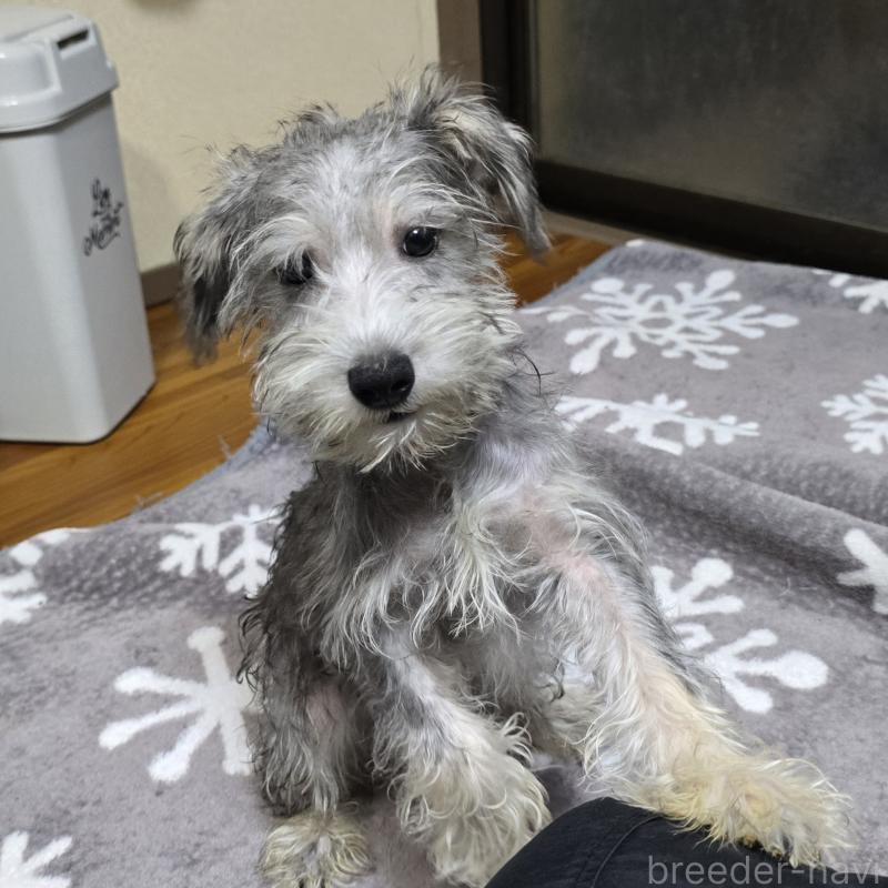 成約済の岡山県のミニチュアシュナウザー-394057の8枚目