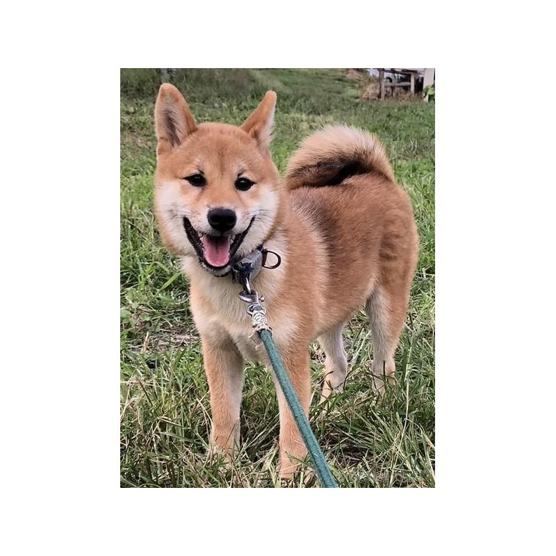 販売中の宮城県の柴犬-404336の2枚目