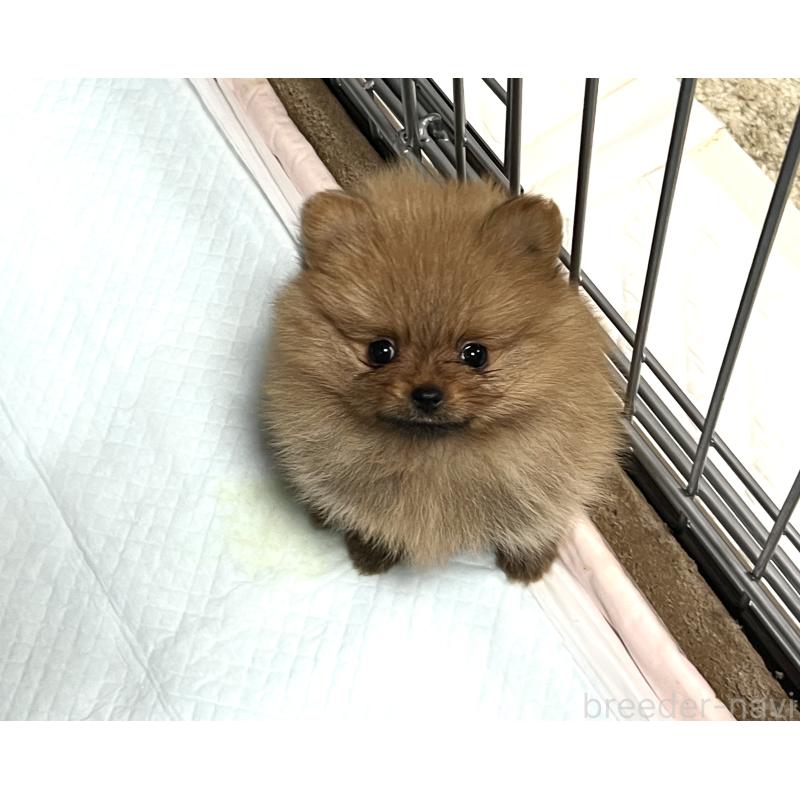 販売中の北海道のポメラニアン-414630の2枚目