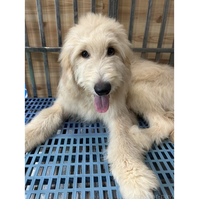 成約済の岐阜県のゴールデンドゥードル:ゴールデンレトリーバー×プードル-393386の5枚目