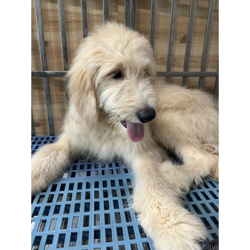 成約済の岐阜県のゴールデンドゥードル:ゴールデンレトリーバー×プードル-393386の4枚目