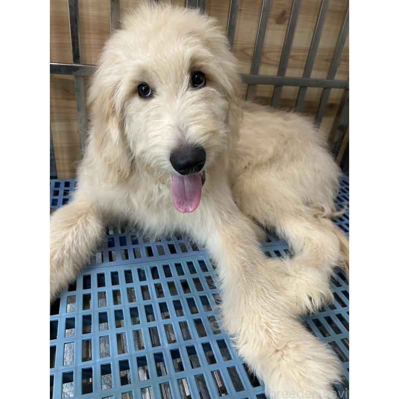 成約済の岐阜県のゴールデンドゥードル:ゴールデンレトリーバー×プードル-393386の3枚目