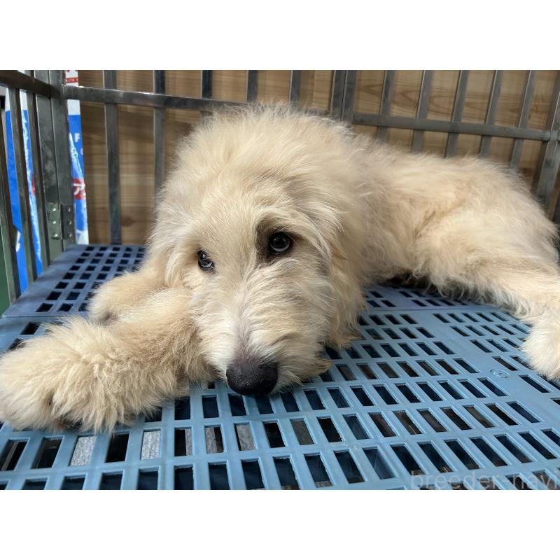 成約済の岐阜県のゴールデンドゥードル:ゴールデンレトリーバー×プードル-393386の2枚目