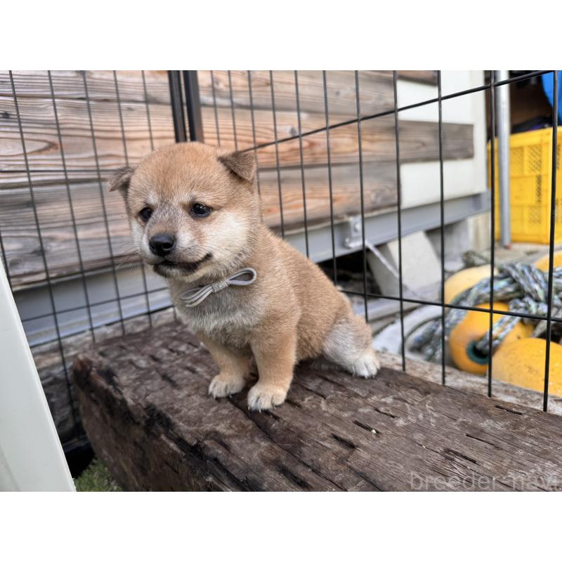 販売中の富山県の豆柴-414633の6枚目