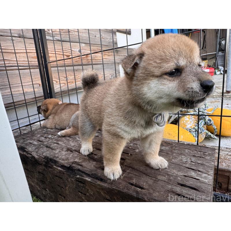 販売中の富山県の豆柴-414633の4枚目