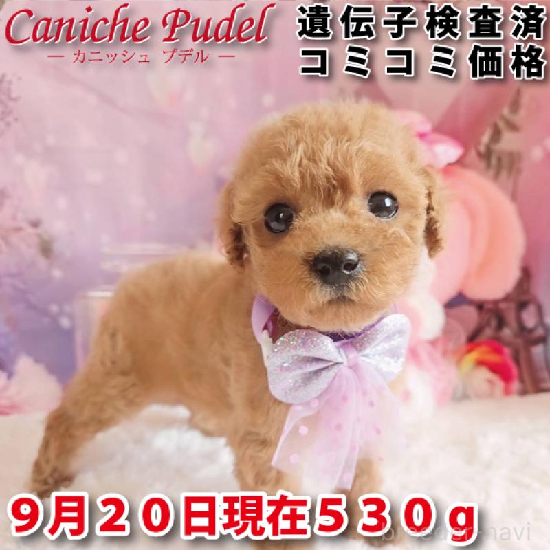 販売中の岐阜県のトイプードル-414766の1枚目