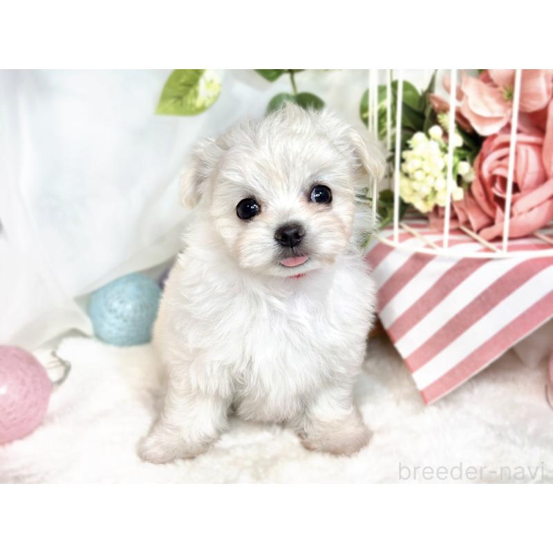 成約済の滋賀県のチワマル:チワワ×マルチーズ-413837の4枚目