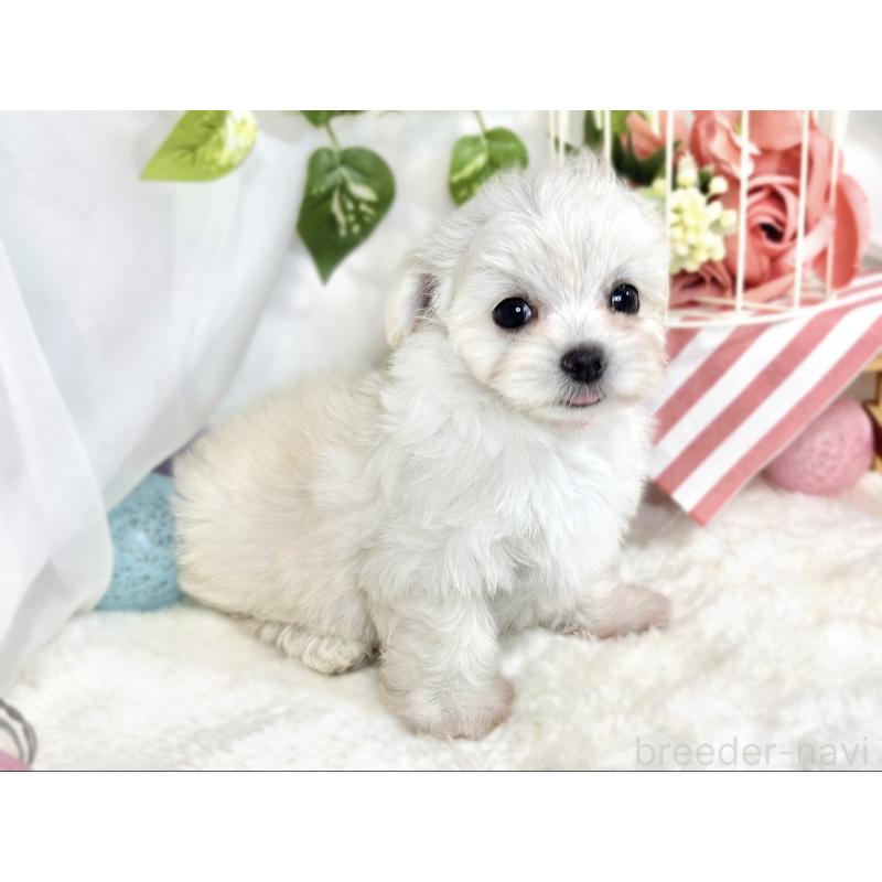 成約済の滋賀県のチワマル:チワワ×マルチーズ-413837の3枚目