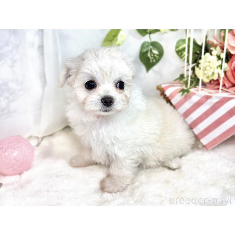 成約済の滋賀県のチワマル:チワワ×マルチーズ-413837の2枚目