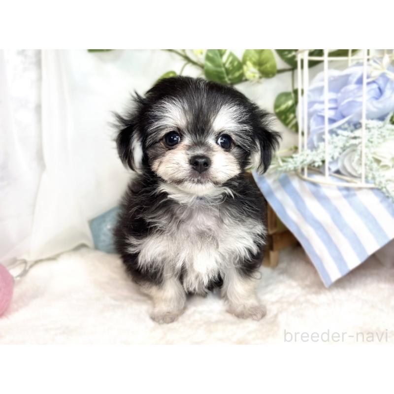 成約済の滋賀県のチワマル:チワワ×マルチーズ-413838の4枚目