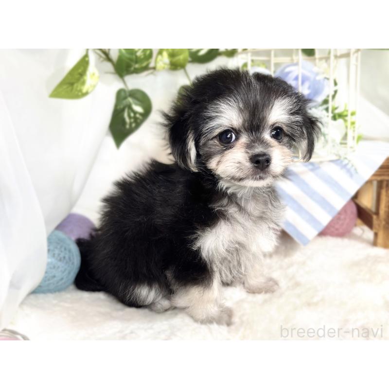 成約済の滋賀県のチワマル:チワワ×マルチーズ-413838の3枚目