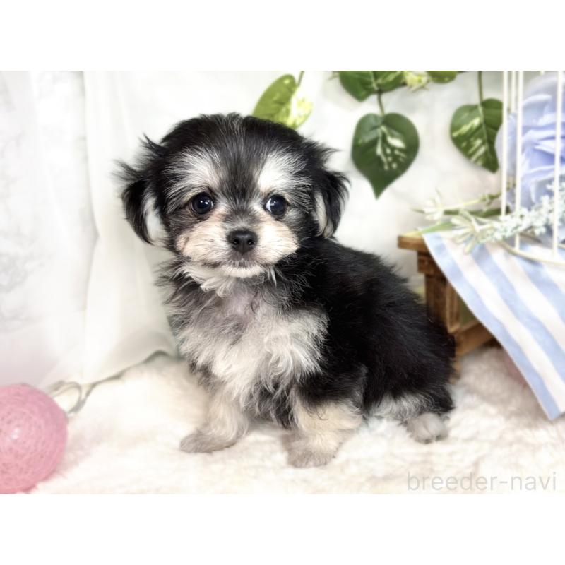 成約済の滋賀県のチワマル:チワワ×マルチーズ-413838の2枚目