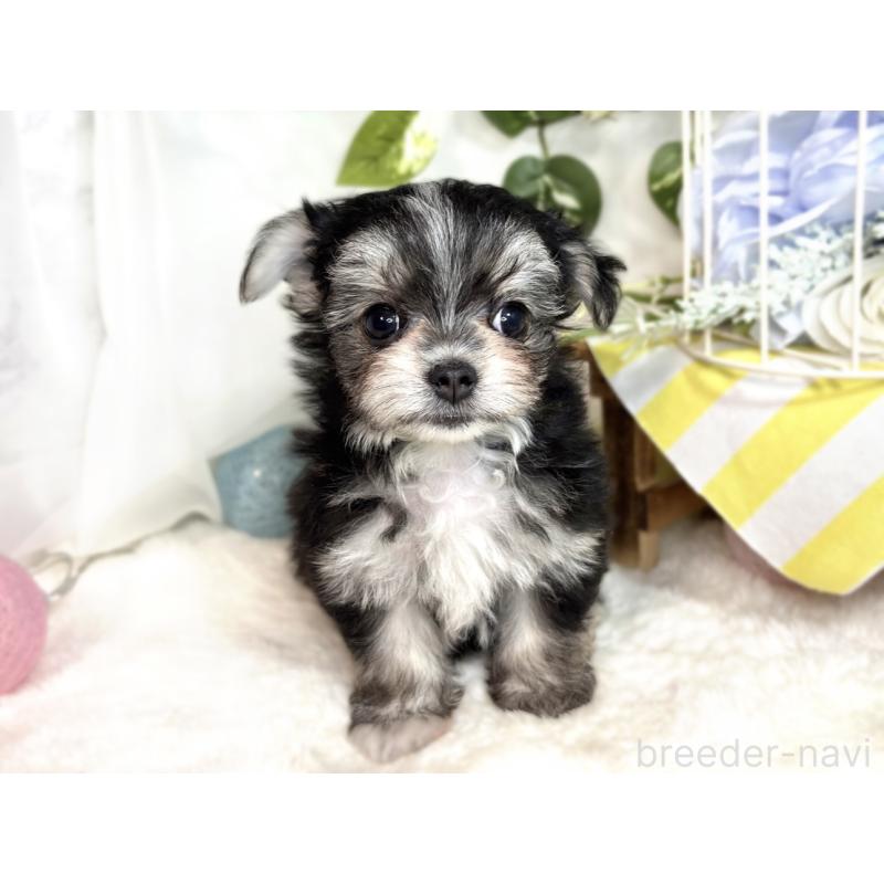 成約済の滋賀県のチワマル:チワワ×マルチーズ-413839の4枚目