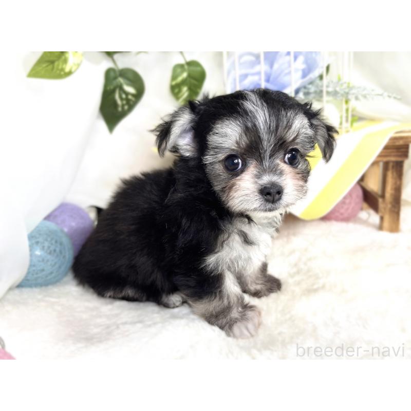 成約済の滋賀県のチワマル:チワワ×マルチーズ-413839の3枚目