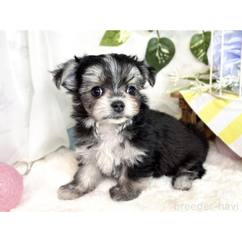 成約済の滋賀県のチワマル:チワワ×マルチーズ-413839の2枚目