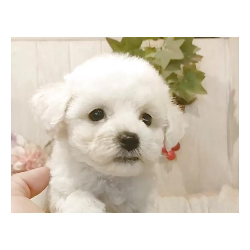 販売中の愛知県のビションフリーゼ-404958の3枚目