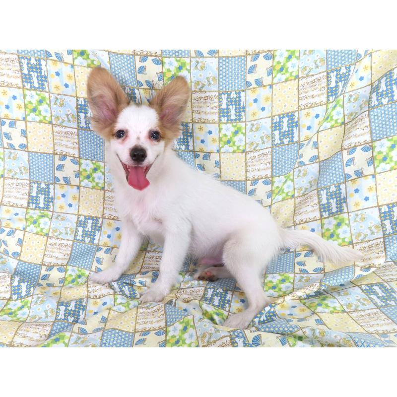 成約済の千葉県のパピヨン-394121の4枚目