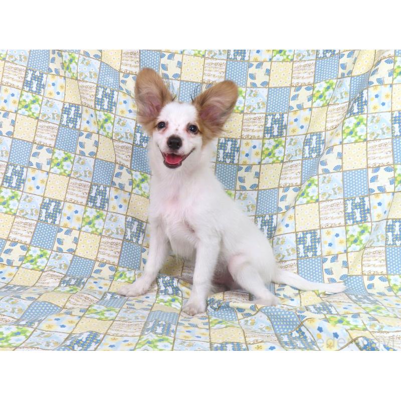 成約済の千葉県のパピヨン-394121の2枚目