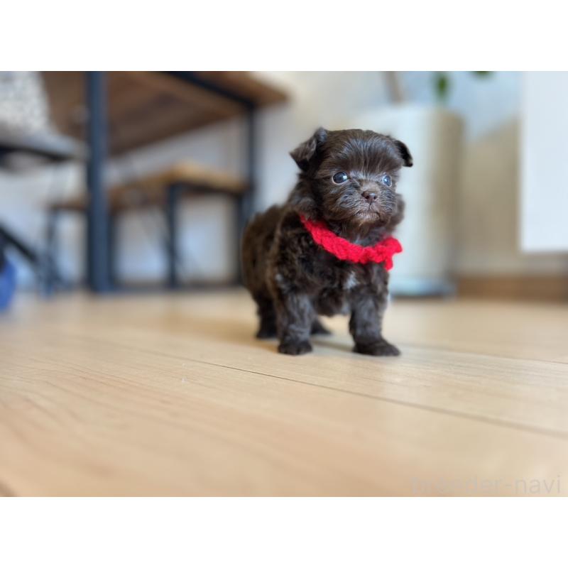 販売中の静岡県のミックス犬-414795の4枚目