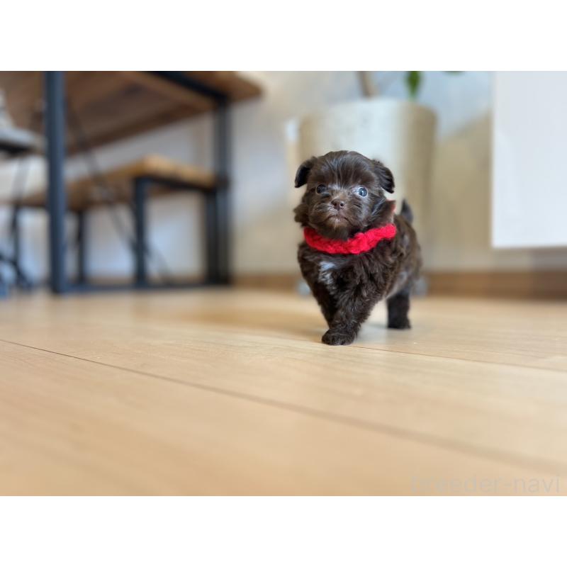 販売中の静岡県のミックス犬-414795の3枚目