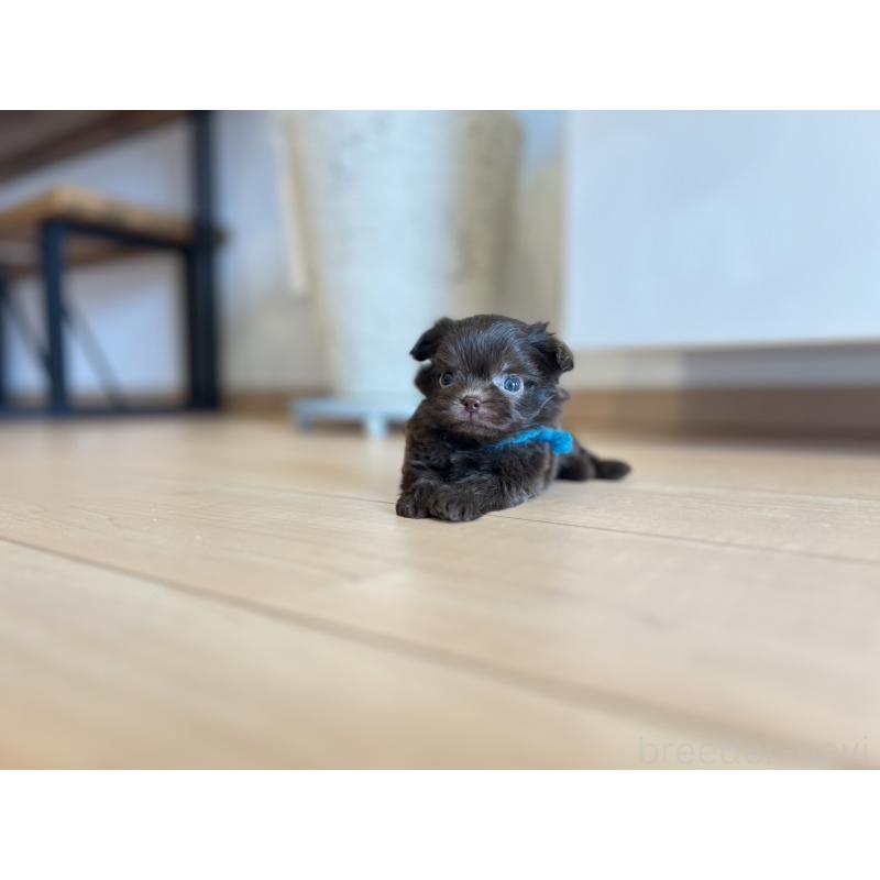 販売中の静岡県のミックス犬-414797の3枚目