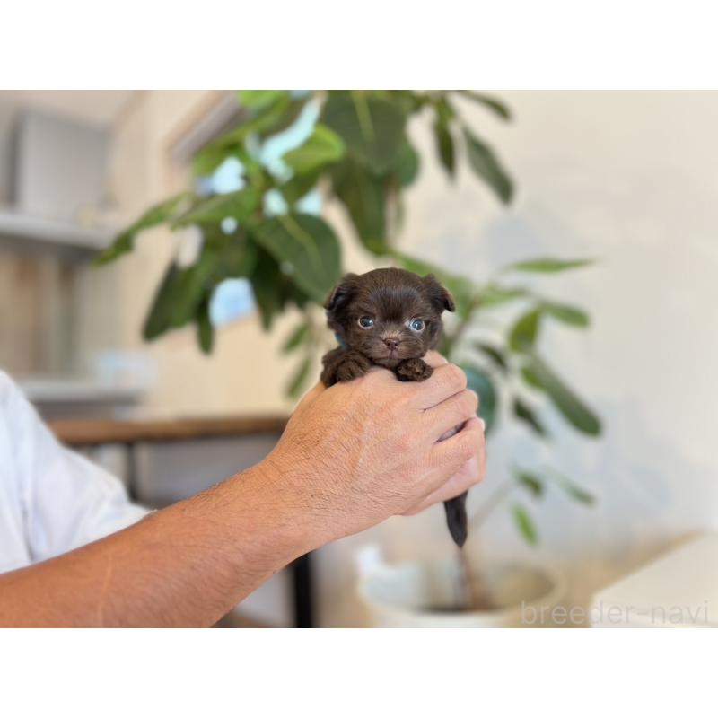販売中の静岡県のミックス犬-414797の2枚目