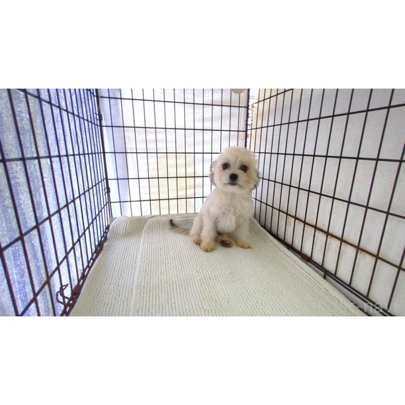 販売中の茨城県のチワマル:チワワ×マルチーズ-388709の2枚目